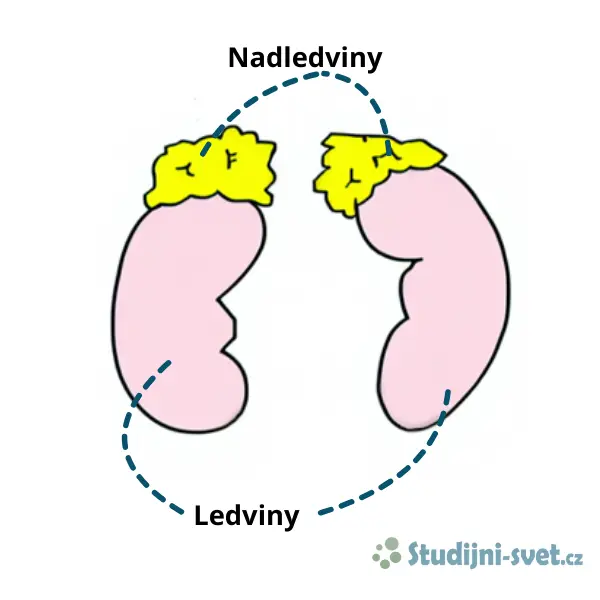 Mužská pohlavní soustava