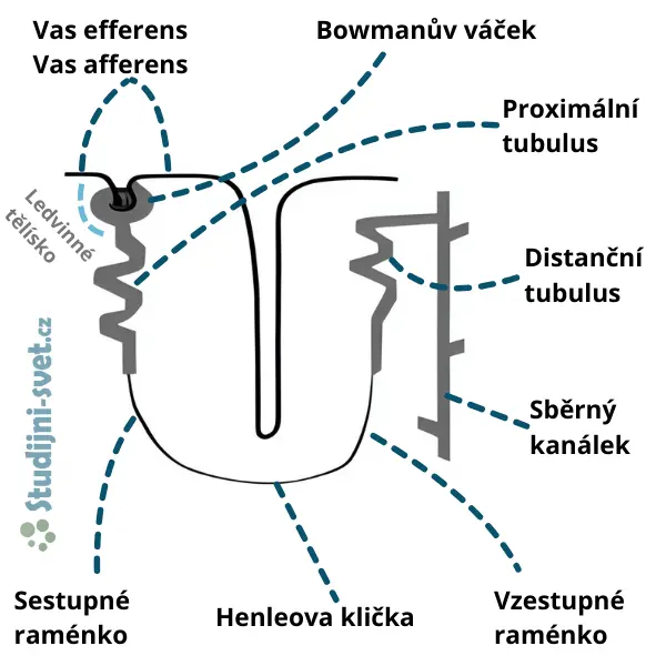 Mužská pohlavní soustava