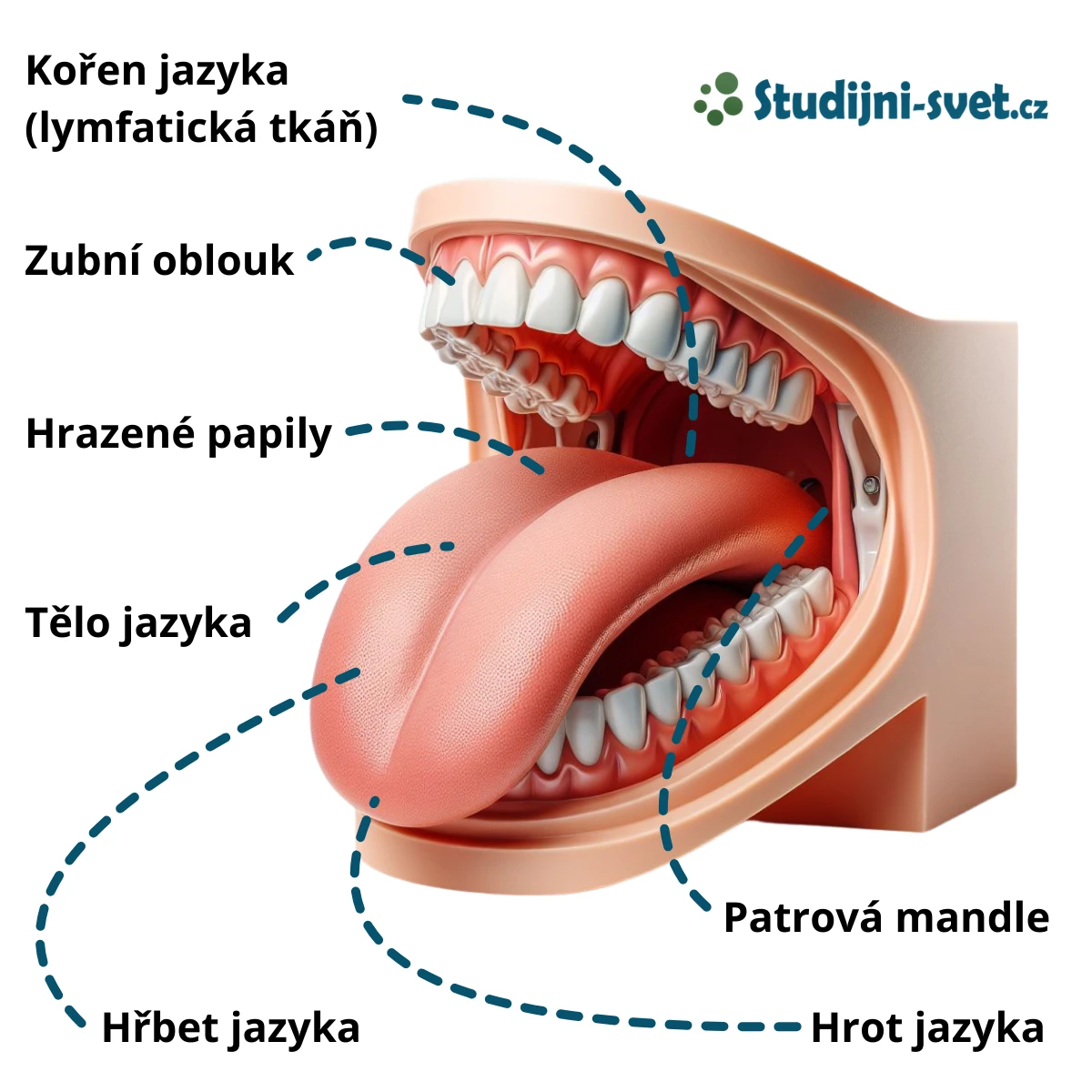 Popis částí jazyka