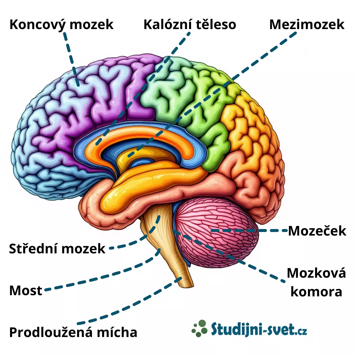 Části a popis mozku