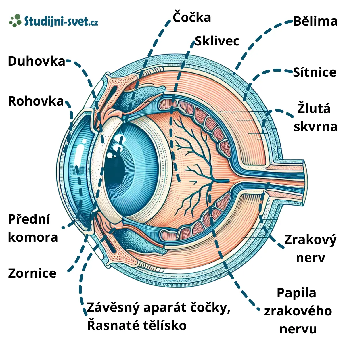 Popis částí oka