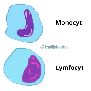 Krevní buňky