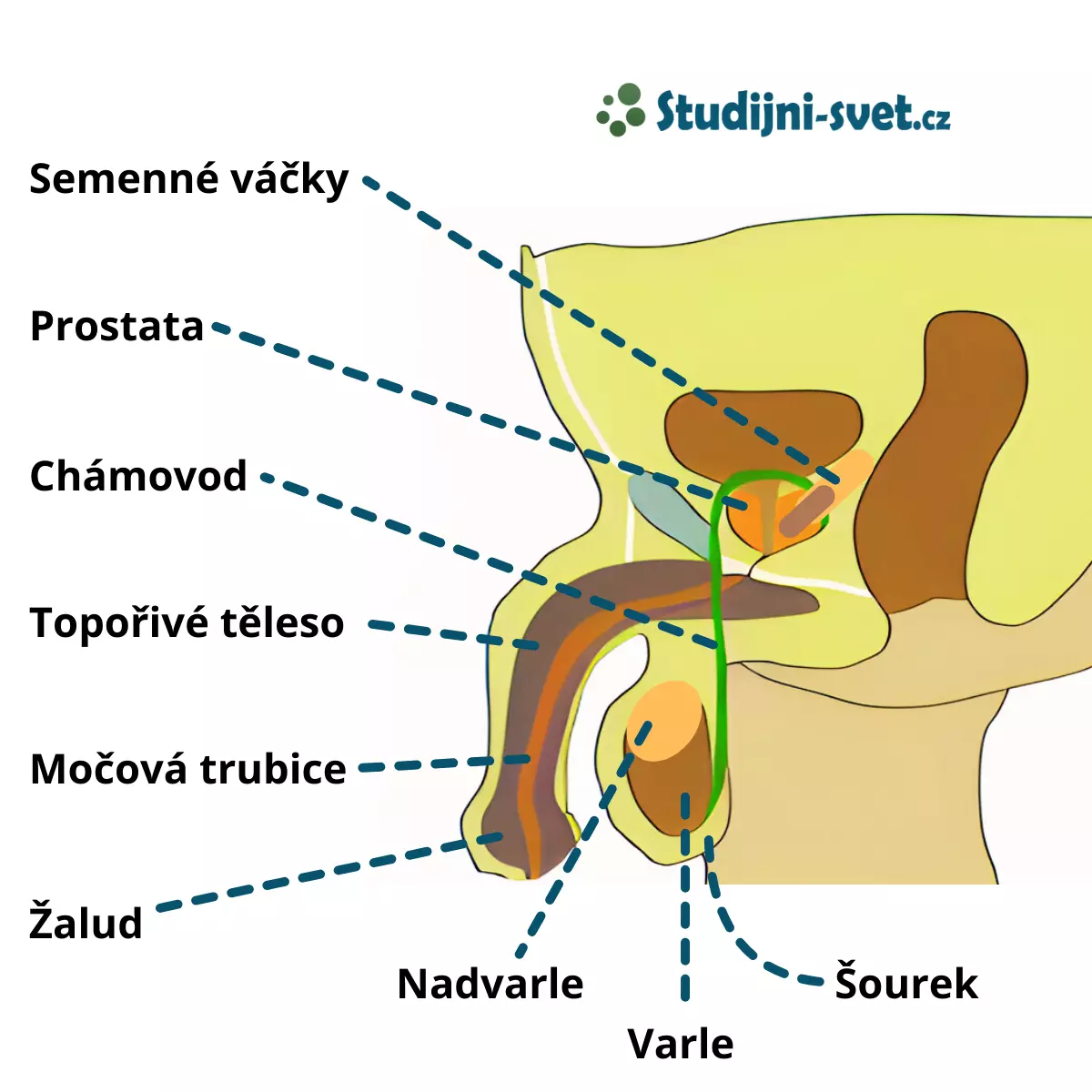 Mužská pohlavní soustava