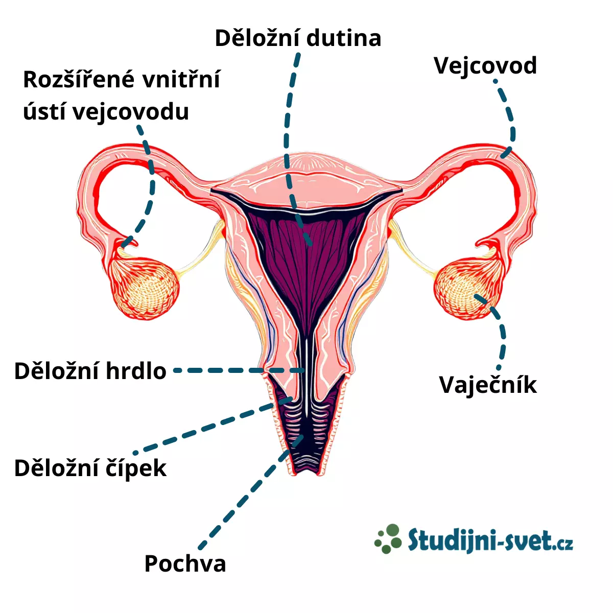 Ženská pohlavní soustava