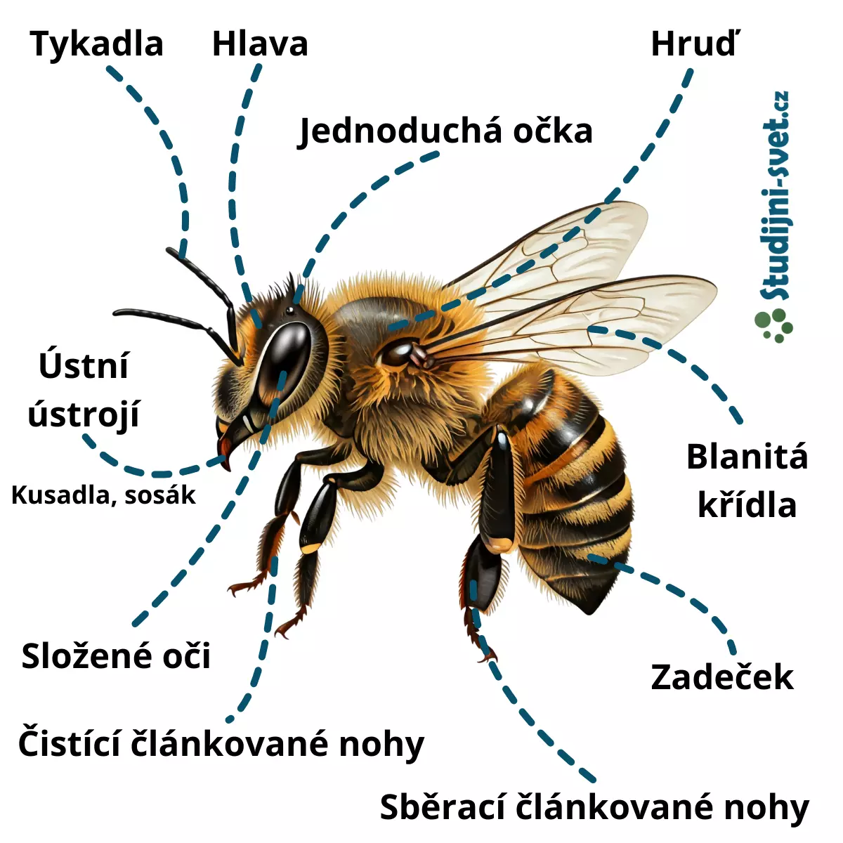 Včela a její stavba těla s popisky