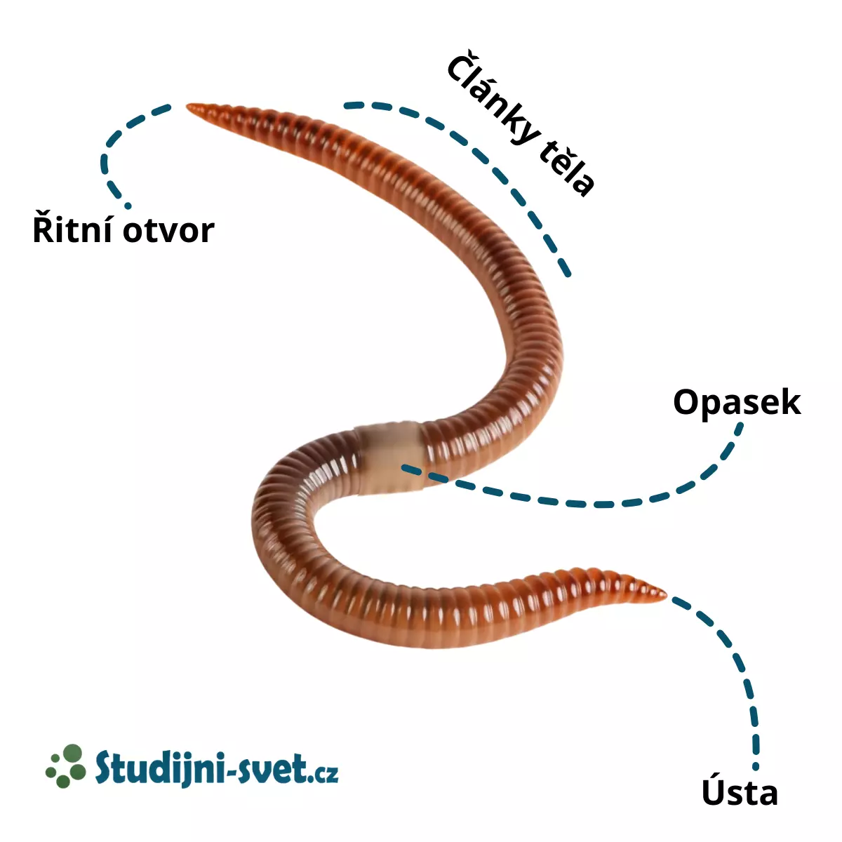 Žížala a její stavba těla s popisky