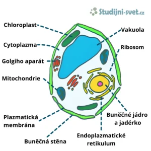 Stavba rostlinné buňky s popisky