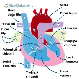 Stavba srdce s popisky