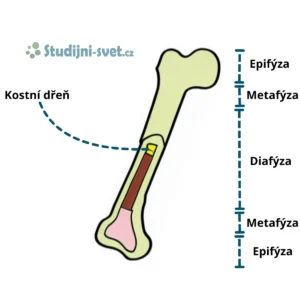 Stavba dlouhé kosti