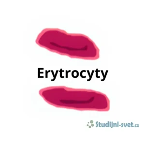 Červené krvinky (erytrocyty)