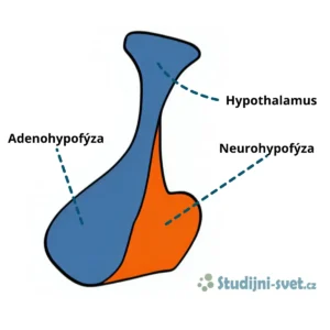 Hypothalamus a hypofýza