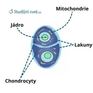 Buňka chrupavky (chondrocyt) a její struktura s popisky