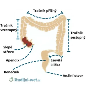 Tlusté střevo a jeho stavba s popisky