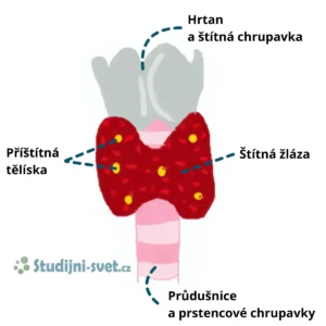 Štítná žláza a příštítná tělíska