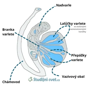 Stavba varlete s popisky