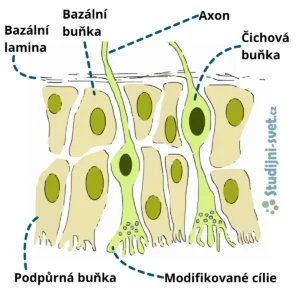Čichový epitel a jeho stavba