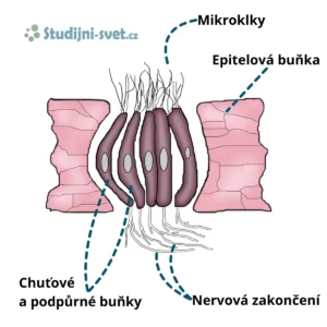 Chuťový pohárek a jeho stavba