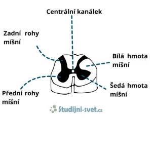 Hřbetní mícha a její stavba na průřezu s popisky