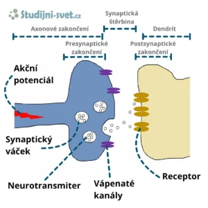 Chemická synapse a přenos nervového signálu