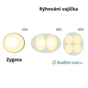 Rýhování vajíčka