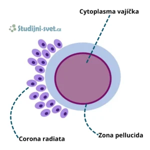 Struktura vajíčka s popisky