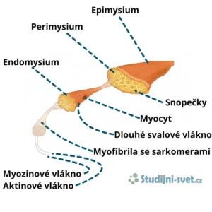 Kosterní sval a jeho stavba s popisky
