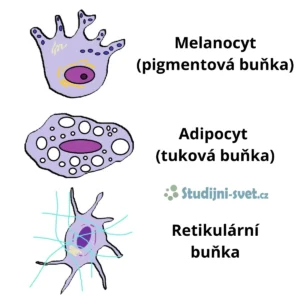 Usedlé (fixní) buňky vaziva