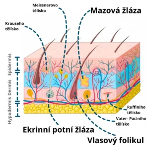 Stavba kůže a její vrstvy s popisky