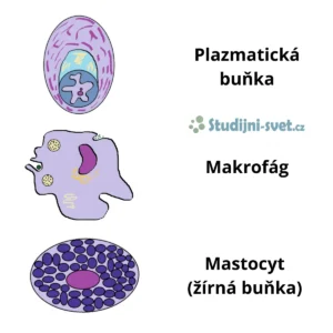 Volné (bloudivé) buňky vaziva