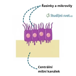 Ependymální buňky