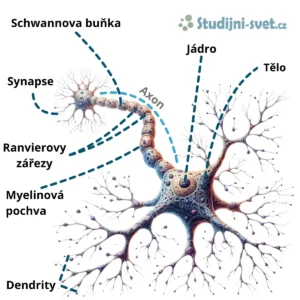 Neuron a jeho struktura s popisky
